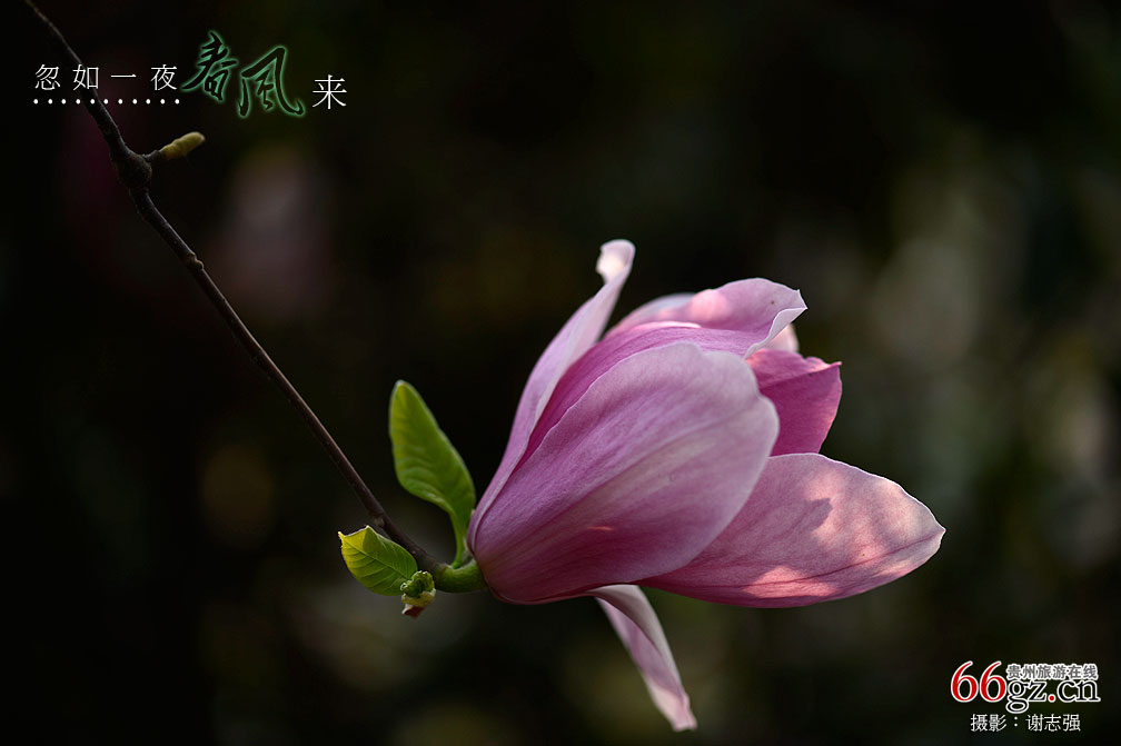 ����ũ���Ļ�