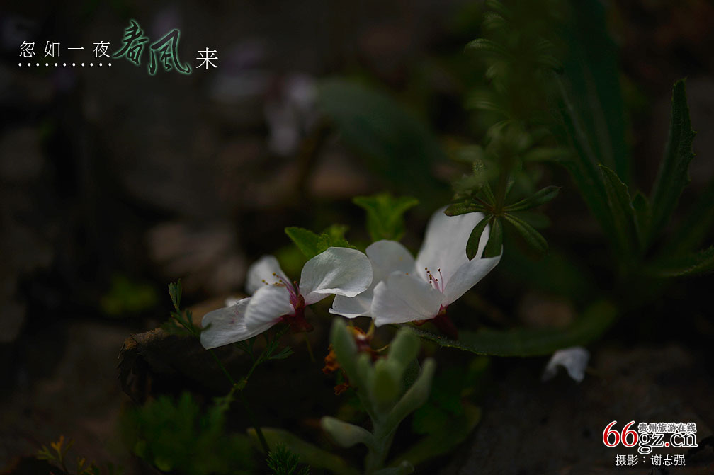 ����ũ���Ļ�