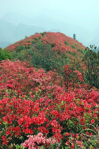 4月26日在丹寨县龙泉山上拍摄的漫山遍野的红杜鹃.