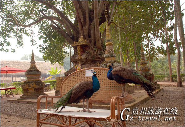 云南傣族泼水节