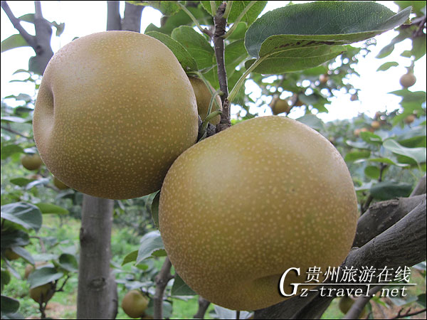 金灿灿的梨果挂满枝头