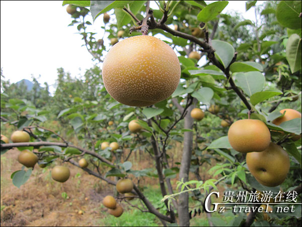 金灿灿的梨果挂满枝头