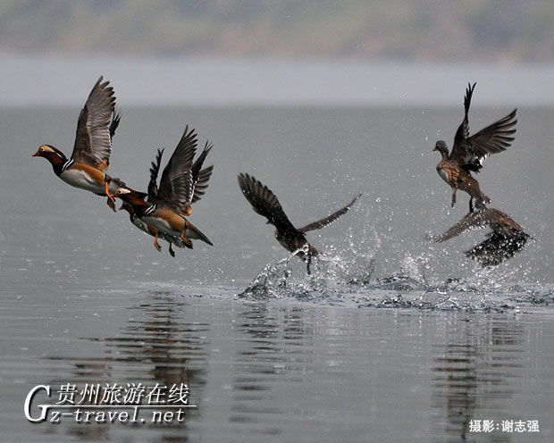 鸳鸯戏水北盘江
