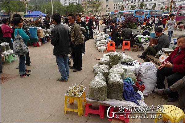 贵州都匀毛尖茶上市