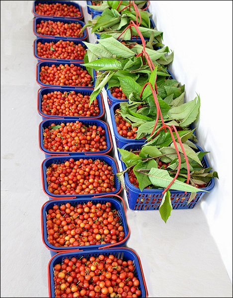 下坝乡樱桃成熟