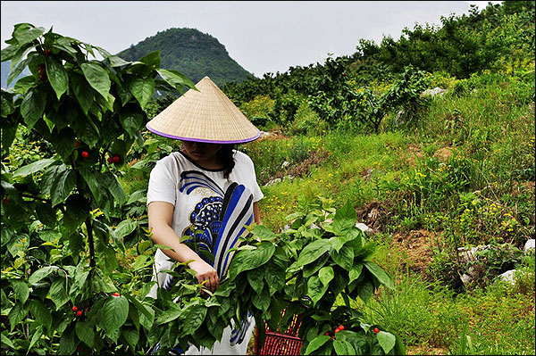 下坝乡樱桃成熟