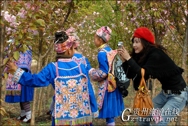 平坝樱花节活动