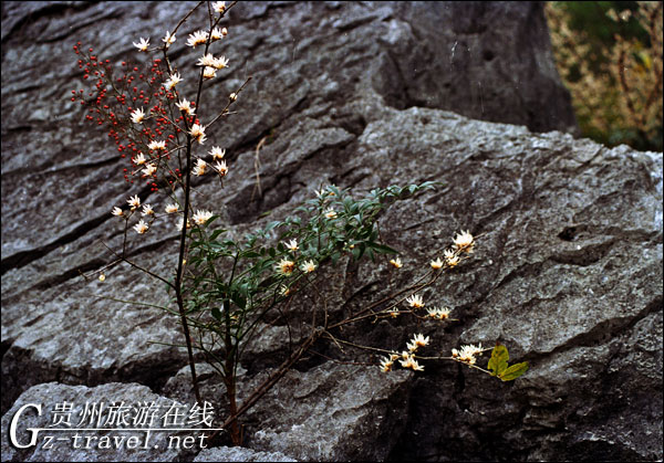 Ұ÷��ɭ�ֹ�԰