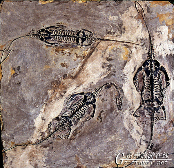 贵州龙化石