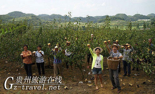 2010贵阳避暑季之“自然乌当 生态百宜”金秋品梨节活动