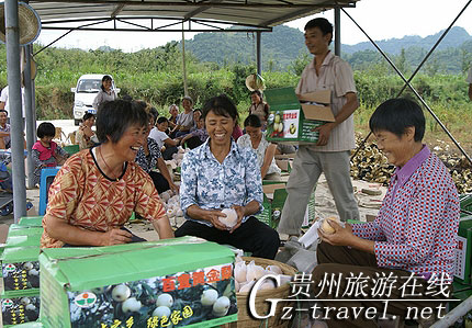2010贵阳避暑季之“自然乌当 生态百宜”金秋品梨节活动