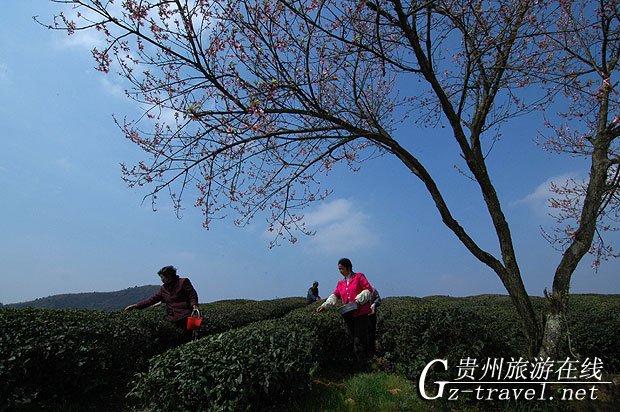 “十里画廊”之云山茶海